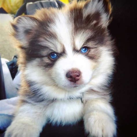 Pomsky Puppy Wallpaper | Wallpapercarax