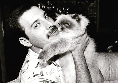 20 Photos Of Freddie Mercury and His Cats In The Best of Times