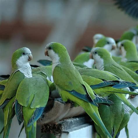 Quaker parrot - Habitat Food Behavior Breeding and Mutations