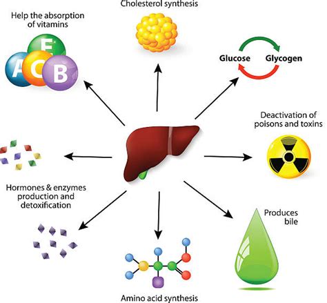 Metabolism Illustrations, Royalty-Free Vector Graphics & Clip Art - iStock