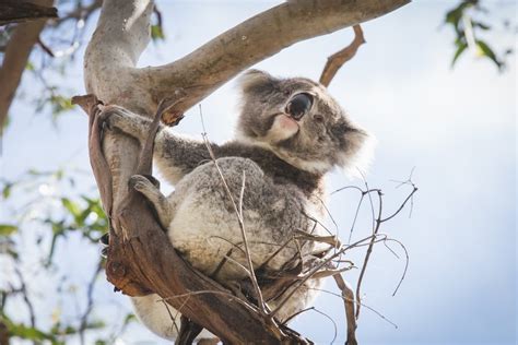 16 Recommended Stops on the Great Ocean Road - The Lost Passport