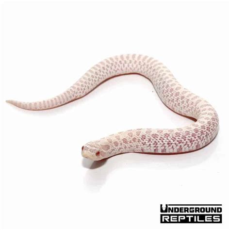 Baby Snow Western Hognose Snake - Underground Reptiles