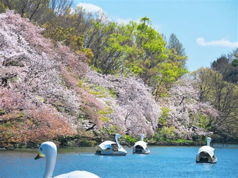 12 Best Cherry Blossom Spots In Tokyo