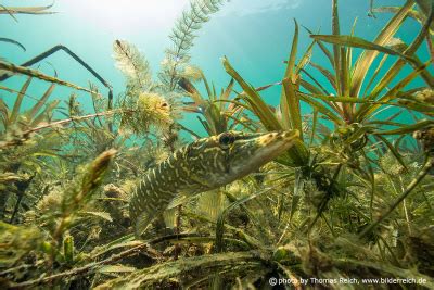 Image, Stock Photo Northern pike habitat | Thomas Reich, bilderreich