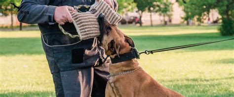 Belgian Malinois K9: A Guide To The Ultimate Working Dog