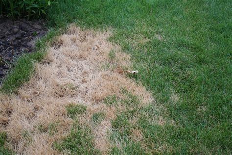 JeffCo Gardener: Brown Spots in the Lawn by Mary Small