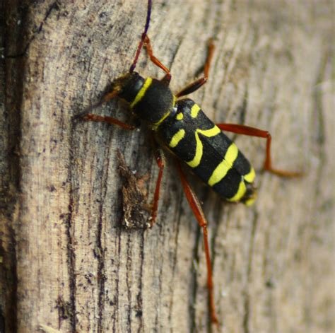 Samuel Birding: Wasp Beetle