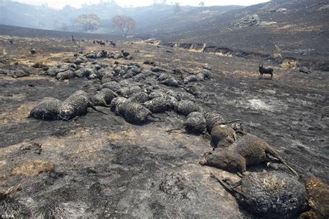 Familia australiana sobrevive a incendio arrojándose al agua.