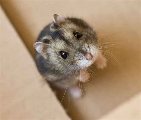 Hamster Breeds - Differences, Similarities, and Choosing the Best One