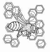 Honeycomb Coloring Page sketch template