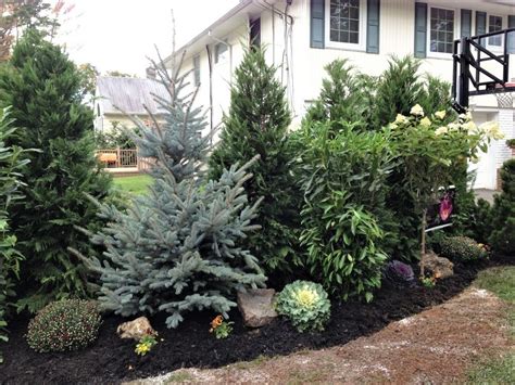 Evergreen Trees And Shrubs For Screening