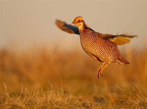 Funds meant for lesser prairie chicken conservation misused: AP News - Restoration Systems