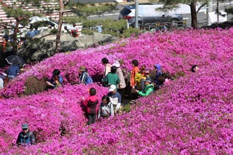 Gunpo Royal Azalea Festival | 책나라군포 철쭉축제 : TRIPPOSE