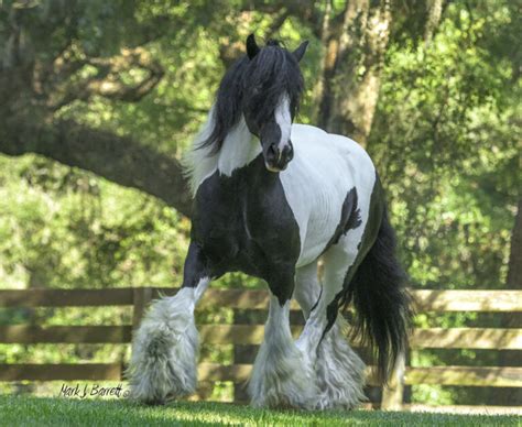 America’s First Gypsy Vanner Horses - Gypsy Gold Horse Farm