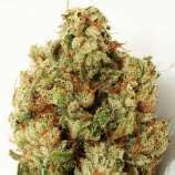 Green Ninja (von Heavyweight Seeds) :: Cannabis Sorten Infos