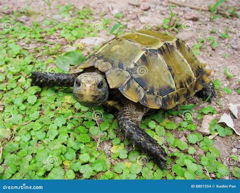 Impressed tortoise stock photo. Image of white, scale - 8801554