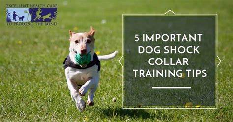 5 Important Dog Shock Collar Training Tips | Richmond Valley Veterinary Practice