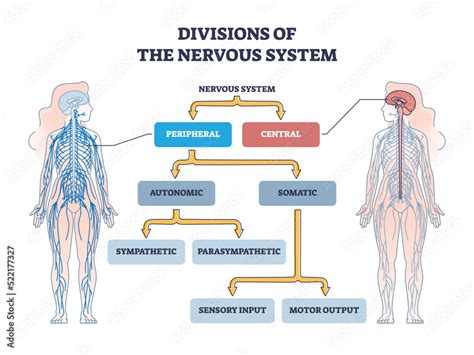 Nervous System Parts Peripheral Nervous System Central Nervous System ...