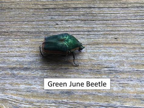 Green June Beetles vs. Japanese Beetles | Extension Entomology