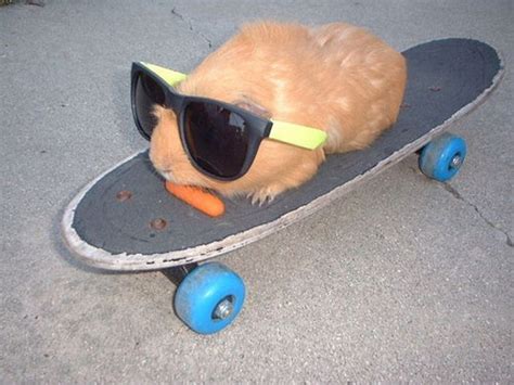 Guinea Pig Positivity: A Guinea Pig with Sunglasses on a Skateboard