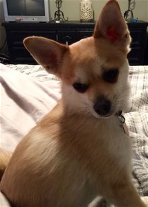 29 Shiba Inu & Chihuahua mix dogs like my Dixie ideas | chihuahua mix ...