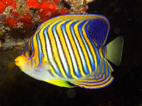 12 Reef Safe Angelfish (Dwarf & Large Varieties) | Reef Tank Resource