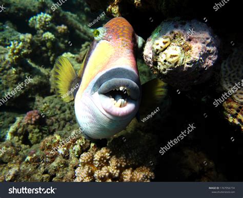 Reef Triggerfish: Over 2,796 Royalty-Free Licensable Stock Photos | Shutterstock