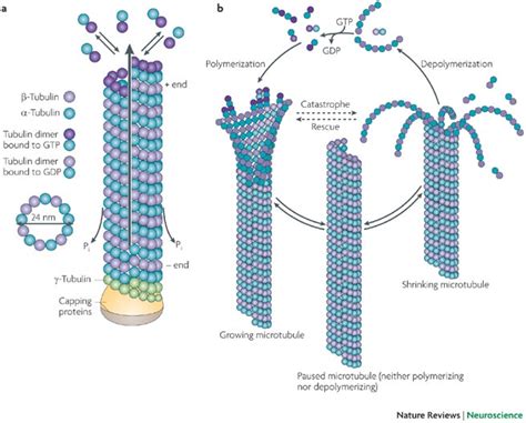 Microtubules: the basics | Learn Science at Scitable