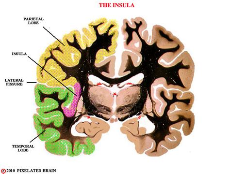 Inside the Insula