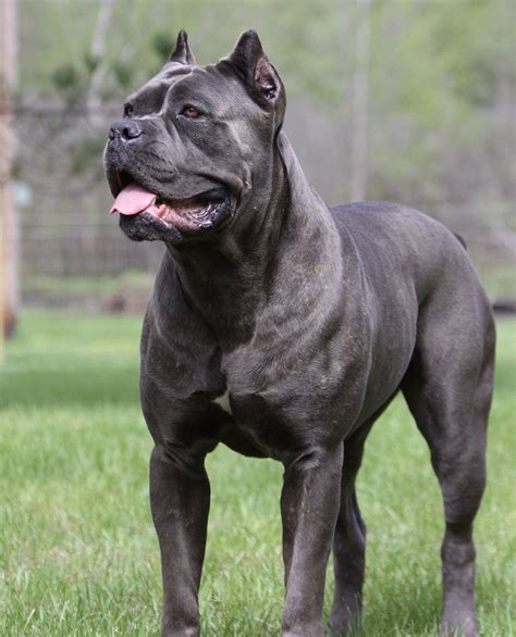 15 Cooperstown Cane Corso Puppies For Sale | ENAM SEMBILAN.