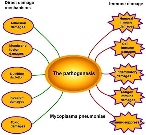 Insights into the pathogenesis of Mycoplasma pneumoniae (Review) Corrigendum in /10.3892/mmr ...