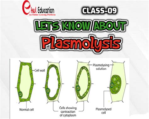 PLASMOLYSIS - EKUL EDUCATION