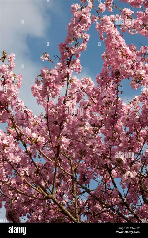 spring cherry blossom (prunus accolade), Surrey, England Stock Photo ...