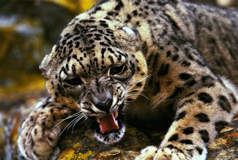 Wild Cats Wallpapers - Wallpaper Cave