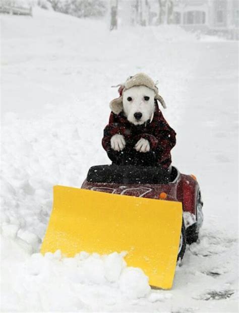 Snow plowing makes me dog-tired | Funny animal pictures, Cool pets, Funny animals