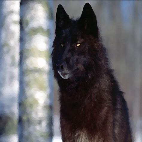 The Pack-Black Wolf by yukihamma on DeviantArt