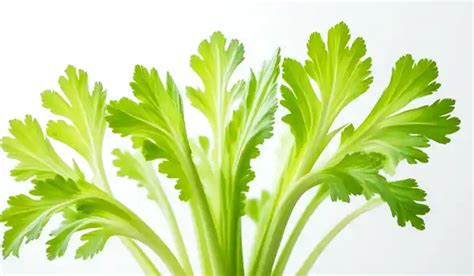 Health Benefits of Celery - Restaurants Hall of Fame