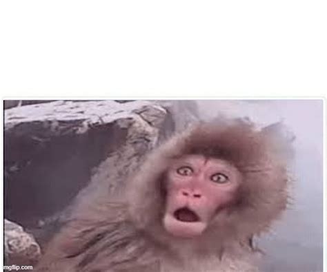 Surprised monkey Blank Template - Imgflip