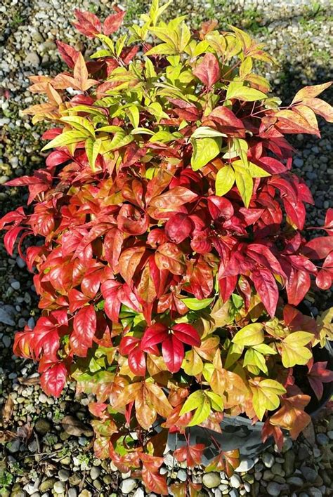 17 best Plants for Fall Color - Zone 6 images on Pinterest | Outdoor ...