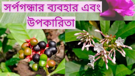 The Untold Story of Sarpagandha Uses & Benefits in Bengali(বাংলা ...