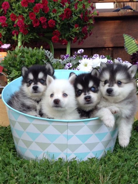 Pomsky Puppies For Sale | Santa Rosa, CA #249430 | Petzlover