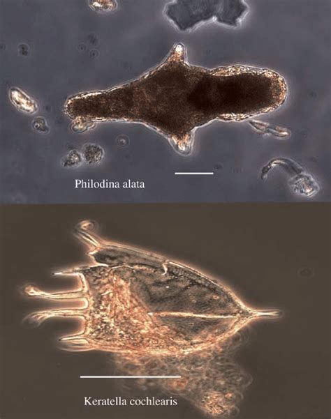 Rotifer species previously recorded on the Antarctic continent ...