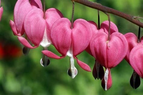 Bleeding Heart Flower Meaning & Symbolism: Key Facts - Petals And Hedges