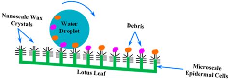 What is a lotus leaf effect? Explain the mechanism and applications of ...