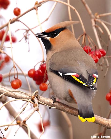 5-five-5: Bohemian waxwing