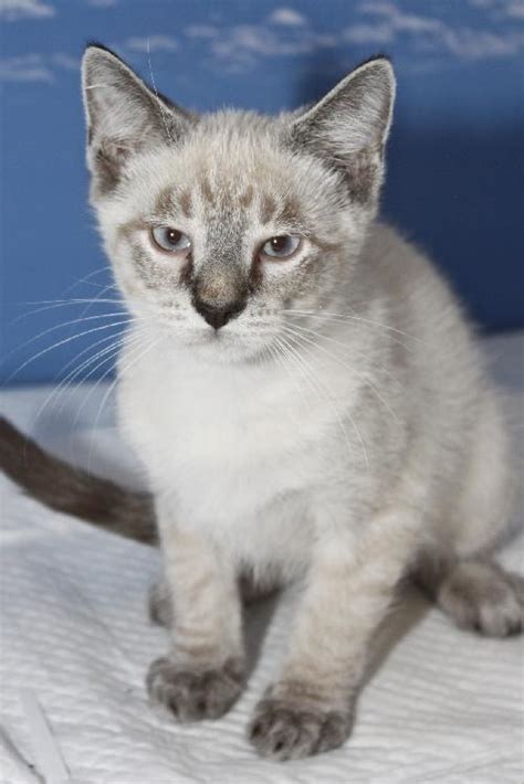 Tabby Point Siamese Cat - British Shorthair