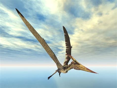 Flying Dinosaur Pteranodon Stock Photo by ©mic1805 13946128