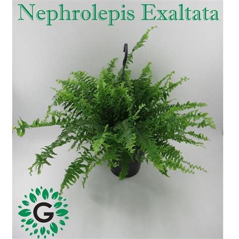 Nephrolepis Exaltata, - Green Experts Landscape LLC