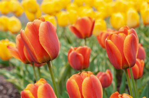 How to Plant, Grow, and Care for Tulips