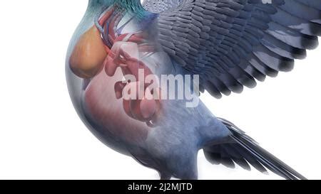 Pigeon muscle anatomy, illustration Stock Photo - Alamy